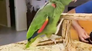 paapuga