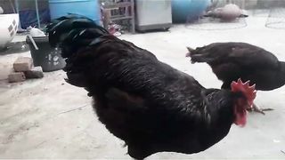 My blackie