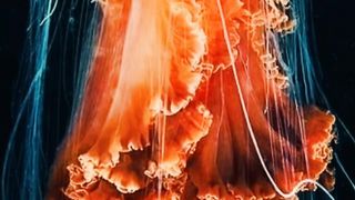 Fakta Unik Ubur ubur #uburubur #faktaunik #faktahewan