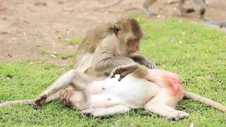 MONKEY CUTE - ANIMAL KINGDOM