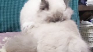 布偶猫泡泡