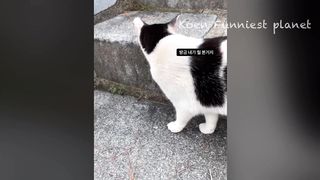 Funny Dogs And Cats Videos 2023 Best Funniest Animal Videos