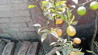 ماشاءاللہ اتنا زیادہ پھل کیا اپ کو پتہ ہے اس کا نام کیا ہے