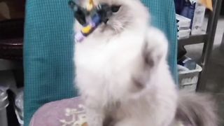 嬉耍泡泡