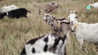 Cute Little Farm Animal Sounds - Dog, Lion, Kitten, Rabbit - Planet Zoo.