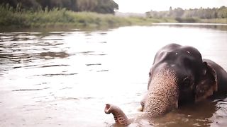 Wild elephant