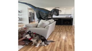 Dinosaur Escaped In The House!!