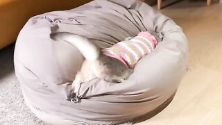 Cute cat