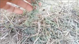 Herbal shorts video