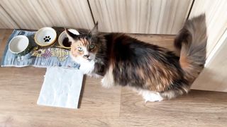 Кошка хрюкает,смотрите видео до конца