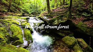 Waterfall stream forest