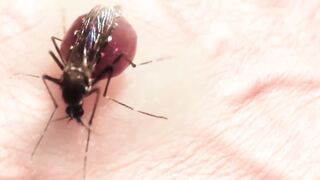 Ученые Забрали ВАЖНУЮ Вещь у Мухи и Теперь Она Растёт Бесконечно.