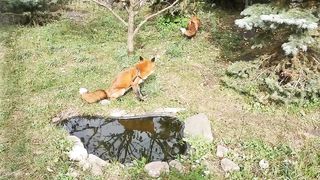 Вы слышали, как смеются лисы
