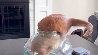 These Funny Animals
