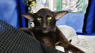 Ориентальный кот экстремального типа #pet #cat #cute #котики #питомцы #orientalc.