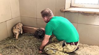 Я ТАКОГО НЕ ВИДЕЛА! Маленький ягуар встал на задние лапки и ОБНИМАЕТ Олега Зубко.