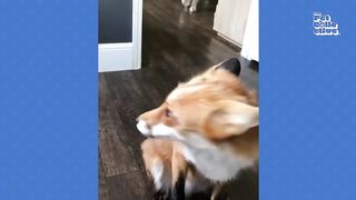 ADORABLE Skunk is Part of the Family!