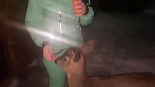 Будни спасённого косулёнка . Дом для Илюши