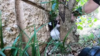 Котята Зося и Дуся! Застряла в очень неудобном месте
