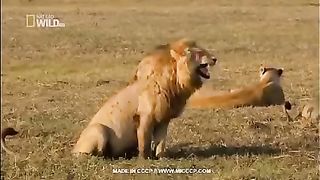C'est__le_lion_qui_rigole(360p).