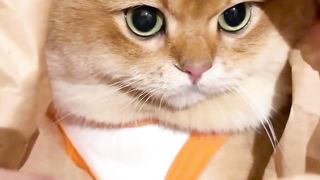 Wow amazing cute nice wonderful funny cat