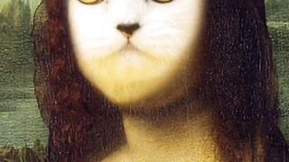 Amazing cute wonderful cats arts