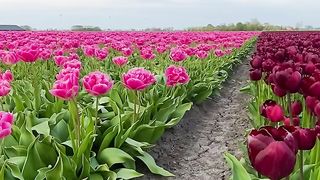 Tulip very nice