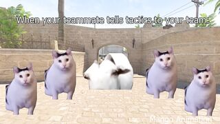 goat and cat meme cs 2 | huh cat meme cs 2 funny moments