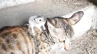 Mouse and cat