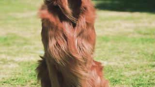 "Pawfect Companionship: Unveiling the Charms of Canine Companions"