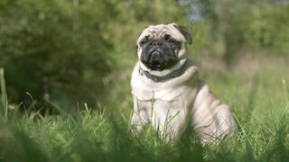"Canine Chronicles: Tales of Loyalty, Love, and Wagging Tails"