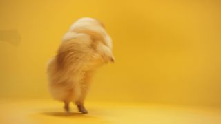 "Paws and Play: Capturing the Joyful Moments of Dogs Unleashed"