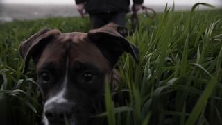 "Woofs of Wonder: A Cinematic Journey into the Canine World"