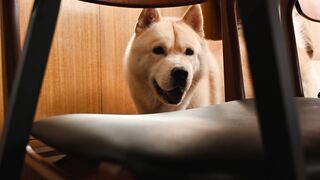 "Dog Diaries: Tails of Love, Laughter, and Four-Legged Adventures"