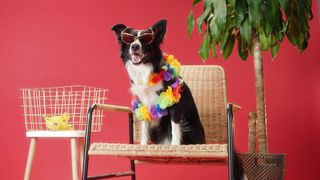 "Canine Chronicles: A Visual Symphony of Furry Friendship and Unconditional Love"
