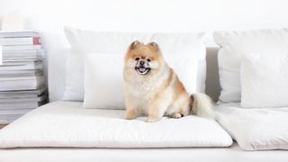 "Barkitecture: Canine Capers and Wagging Tails in a Dog's World"