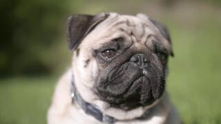 "Paws & Playtime: A Whimsical Expedition into the World of Wagging Tails"