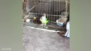 Funniest animals video
