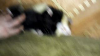приручили бешеного хомячищу