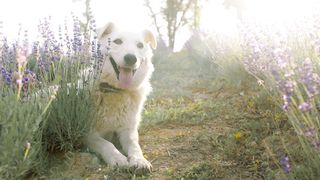 "Fur-ever Friends: A Cinematic Celebration of Canine Connection and Joyful Moments"