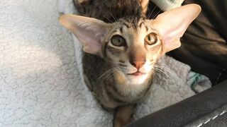 Meet our new Oriental Shorthair Kitten.