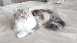 Кошечка Пуся разговаривает