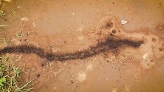 КОЧЕВЫЕ МУРАВЬИ - многомиллионная армия кровожадных солдат, против которой не ус