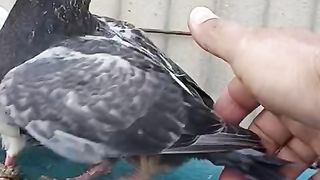 Black Pigeon