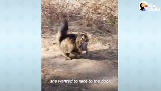 Fluffy Cat Runs As Fast As A Cheetah And Beats Her Dad In Every Race _ The Dodo .