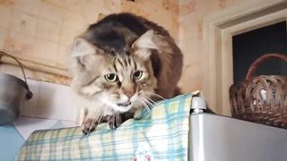 Серый бычковый Кот