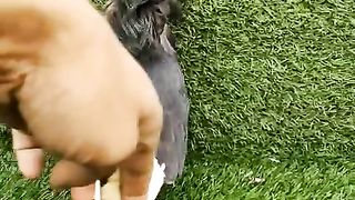 Naqab Posh Pigeon