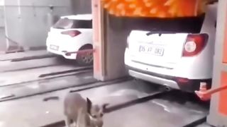 I decided to wash the car