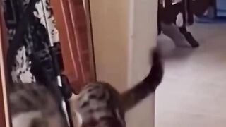 These Funny Animals