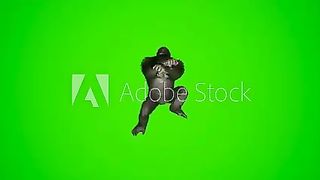 mr gorilla